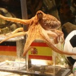 L'Espagne gagnera face à l'Allemagne selon le poulpe Paul